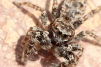 Une Saltique (Araneae - Salticidae - Marpissa muscosa)